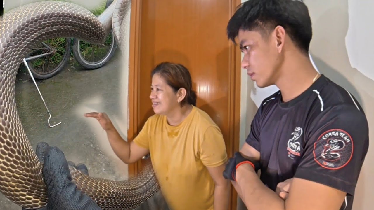 JUMBO COBRA AT DILAW NA COBRA SA KUSINA#cobraprince