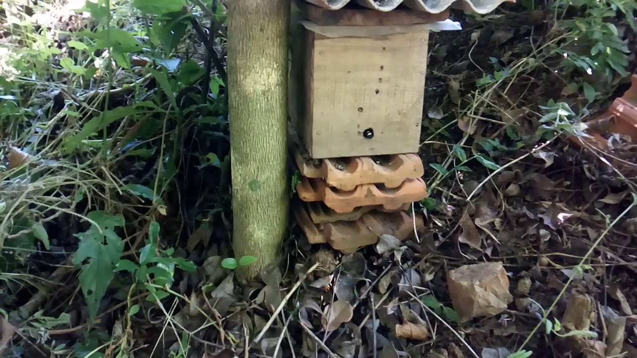 Resgate das mamangavas(Bombus pauloensis)