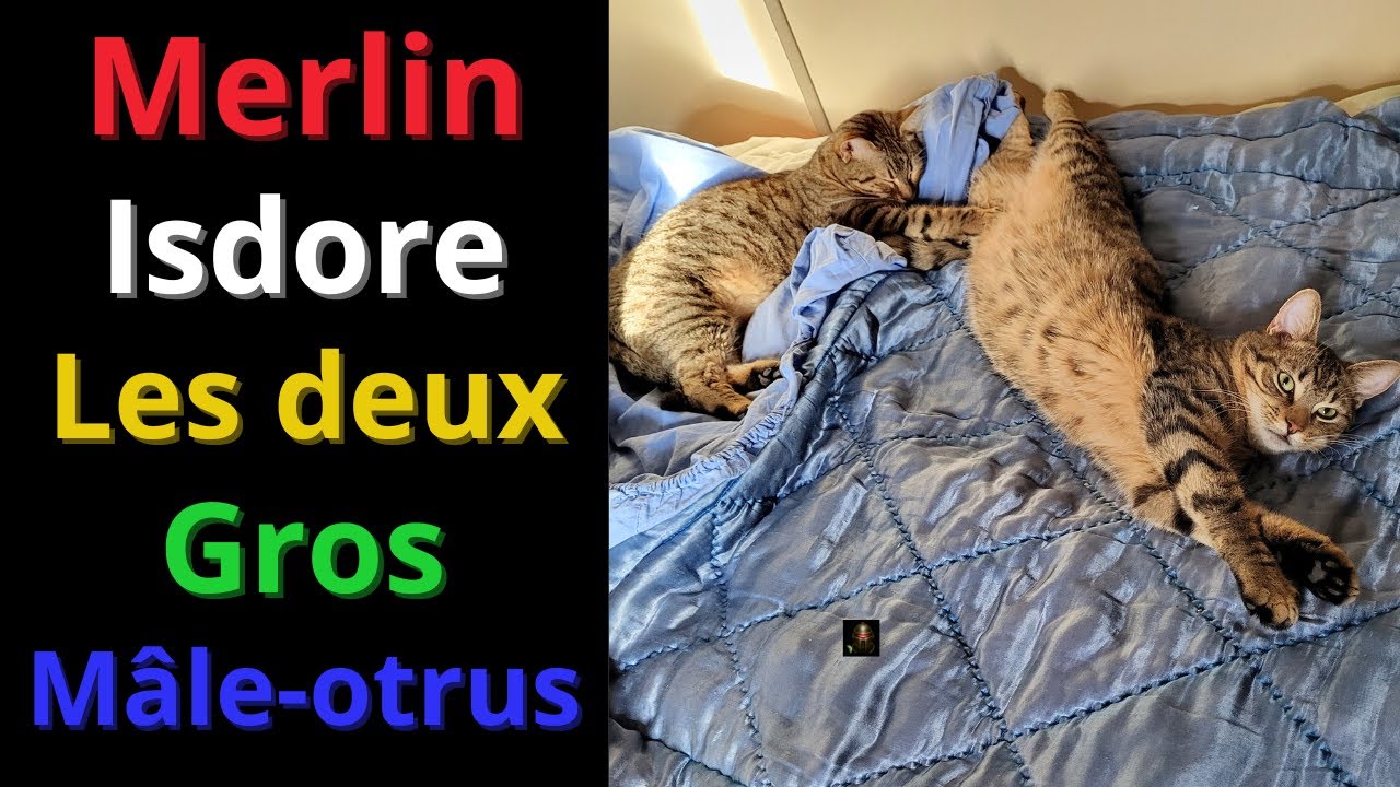 Les deux Mâles-otrus !