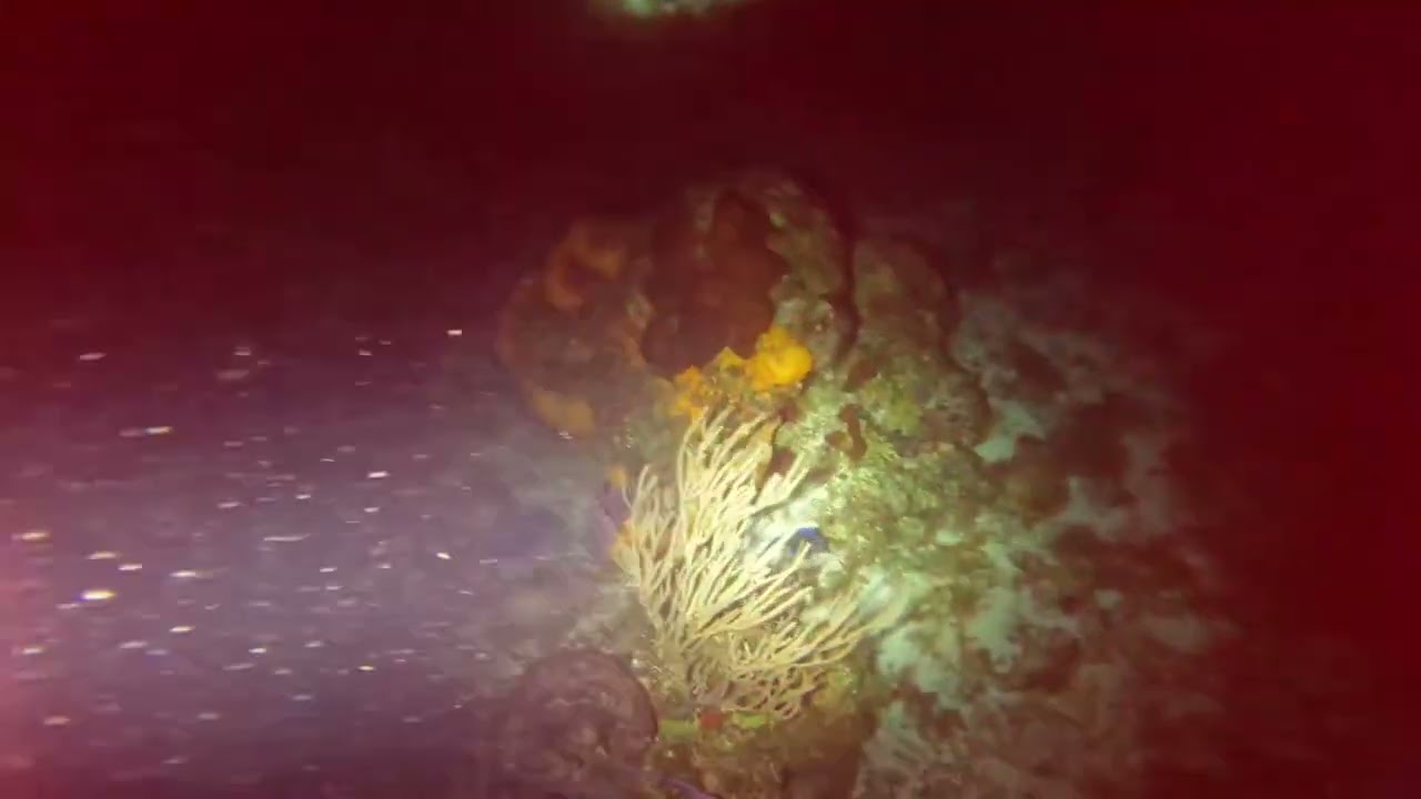 Chankanaab Reef Night Dive Cozumel, MX GoPro App