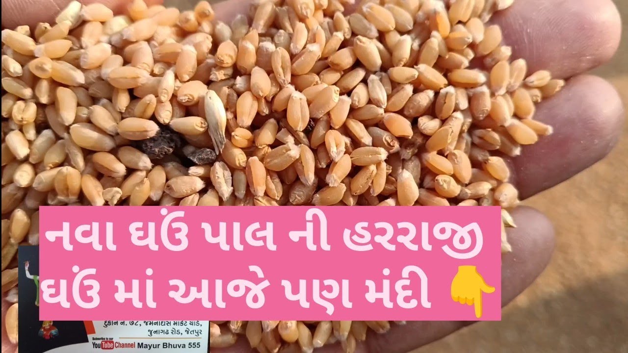 નવા ઘઉં ના બજાર ભાવ/February 20, 2026/live gehu na bajar bhav/APMC marketing yad/ 20.02.2026