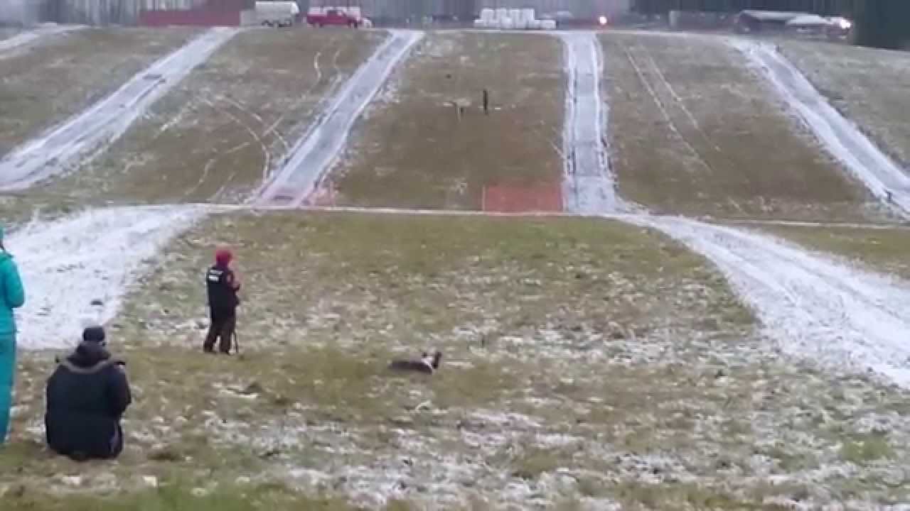 Vega gjeterhundprøve KL 1