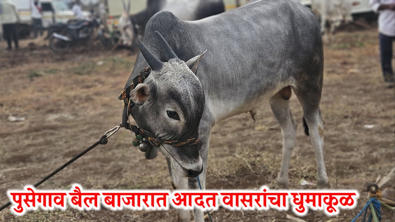 पुसेगाव बैल बाजारात आदत वासरे घालतात धुमाकूळ ? कसा आहे आदत वासरांचा पुसेगाव बैल बाजार #pusegaon