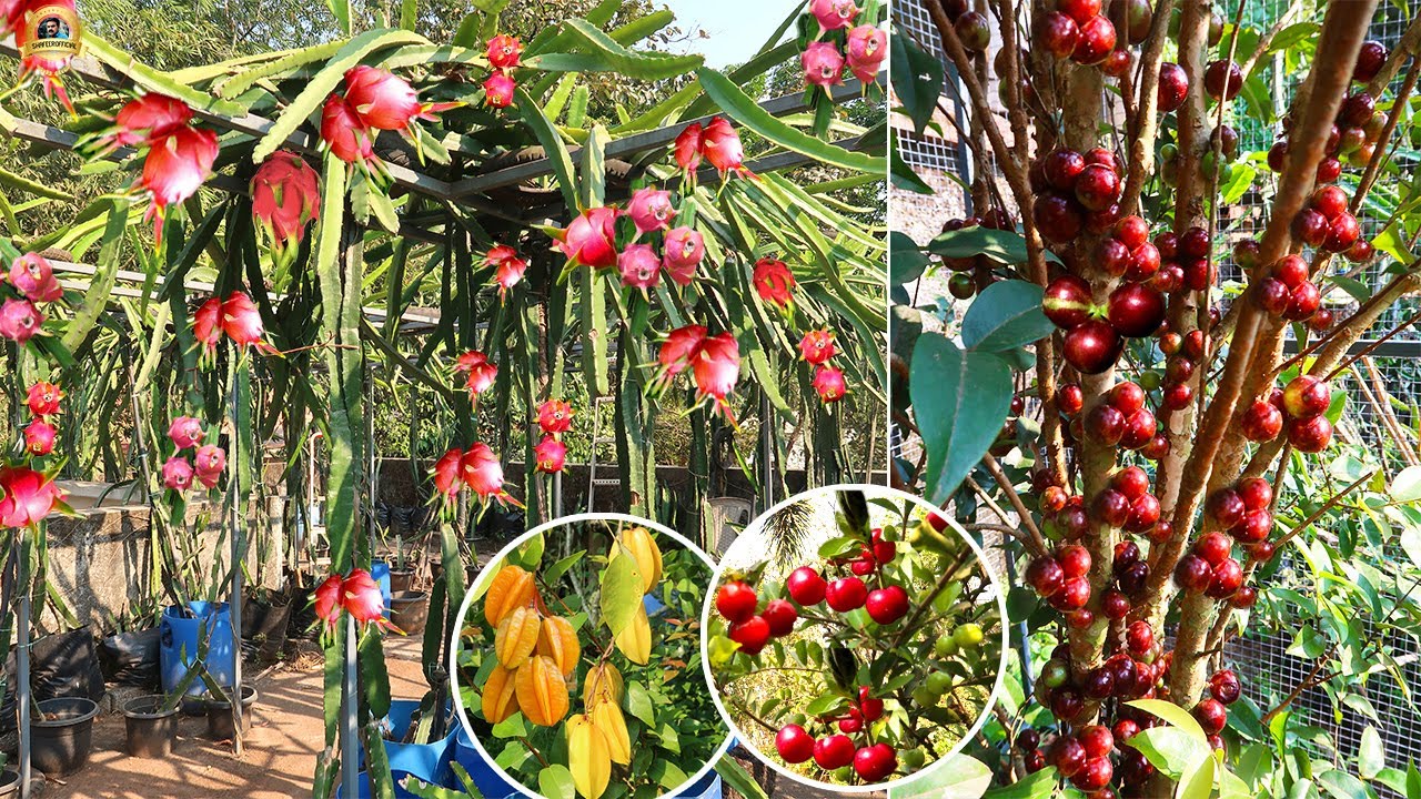 മലപ്പുറത്തെ ആ ഗംഭീര പഴ തോട്ടത്തിൽ!Exotic Fruit plant nursery, Malappuram kerala | Abiyu | Jaboticaba