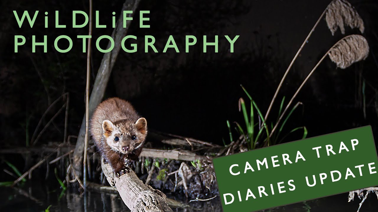 DSLR Camera Trap Diaries - Pt5 - Update