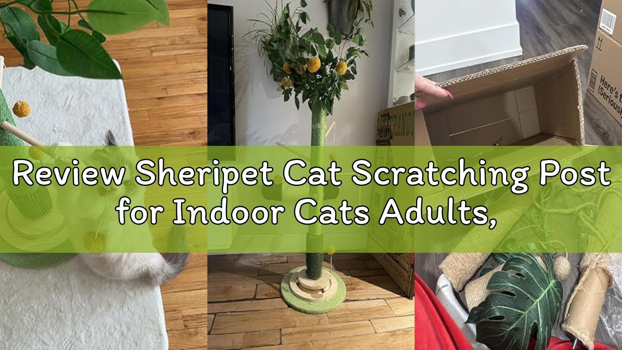 Review Sheripet Cat Scratching Post for Indoor Cats Adults, 45 Inch Tall Cat Scratcher with Sisal Ro