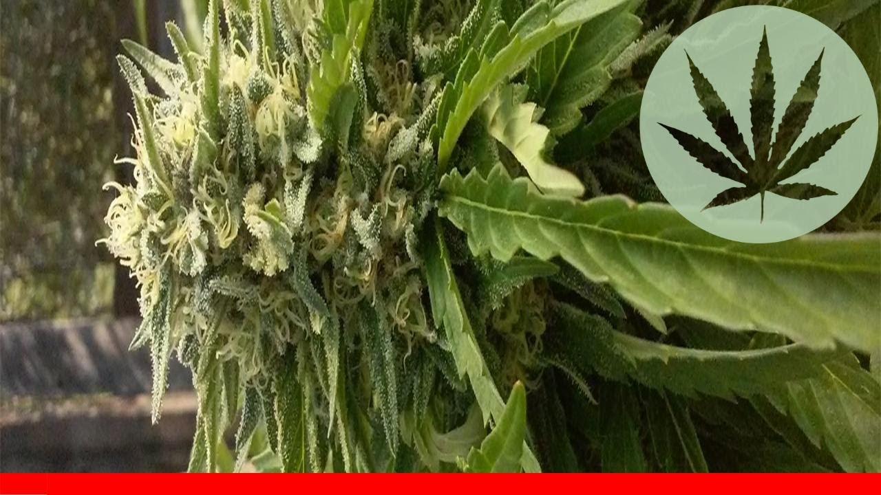 Cindy White - All About This Strain
