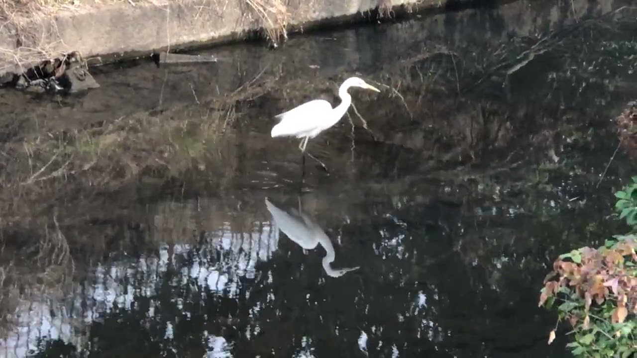 Great #Egret 14th February 2026 at around 13:11 #ダイサギ
