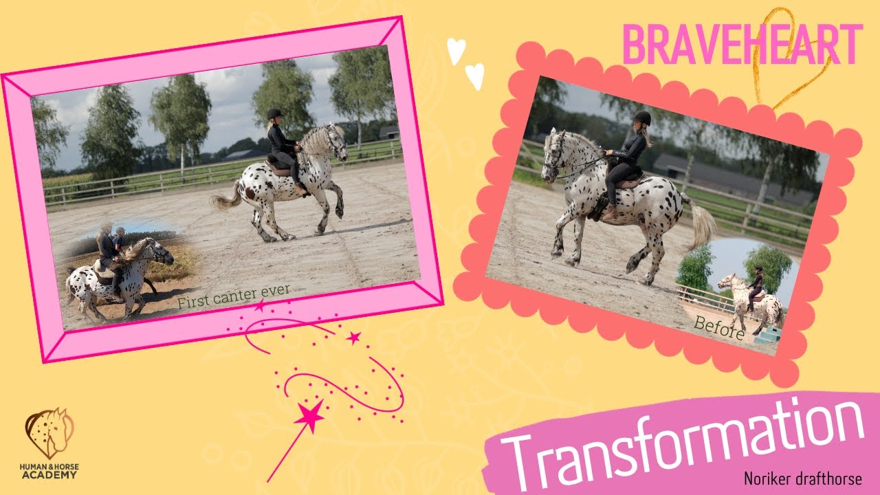 Noriker drafthorse DRESSAGE KING Braveheart & Greetje Hakvoort / Transformation
