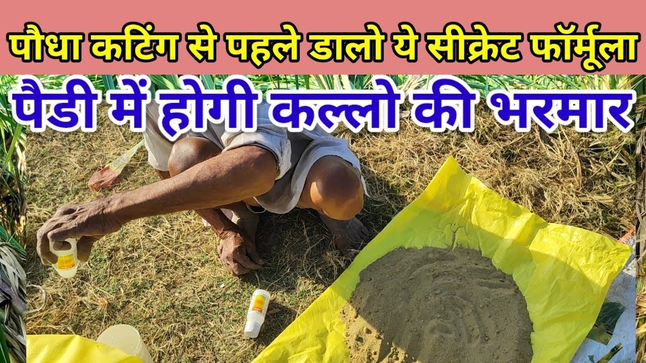 पैडी में ज्यादा कल्ले कैसे बढ़ाए। Pedi ganne me jyada futav kaise le। #manojrajput 