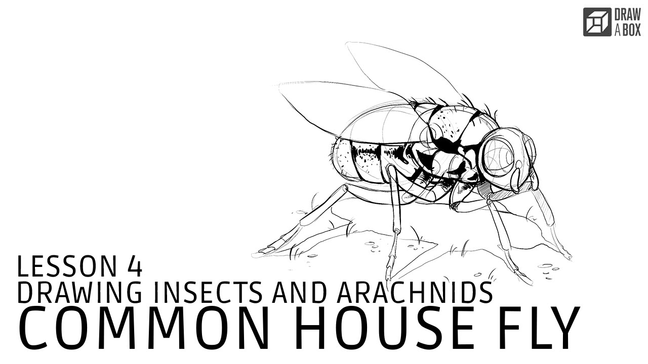 Drawabox Lesson 4: Common House Fly Demo