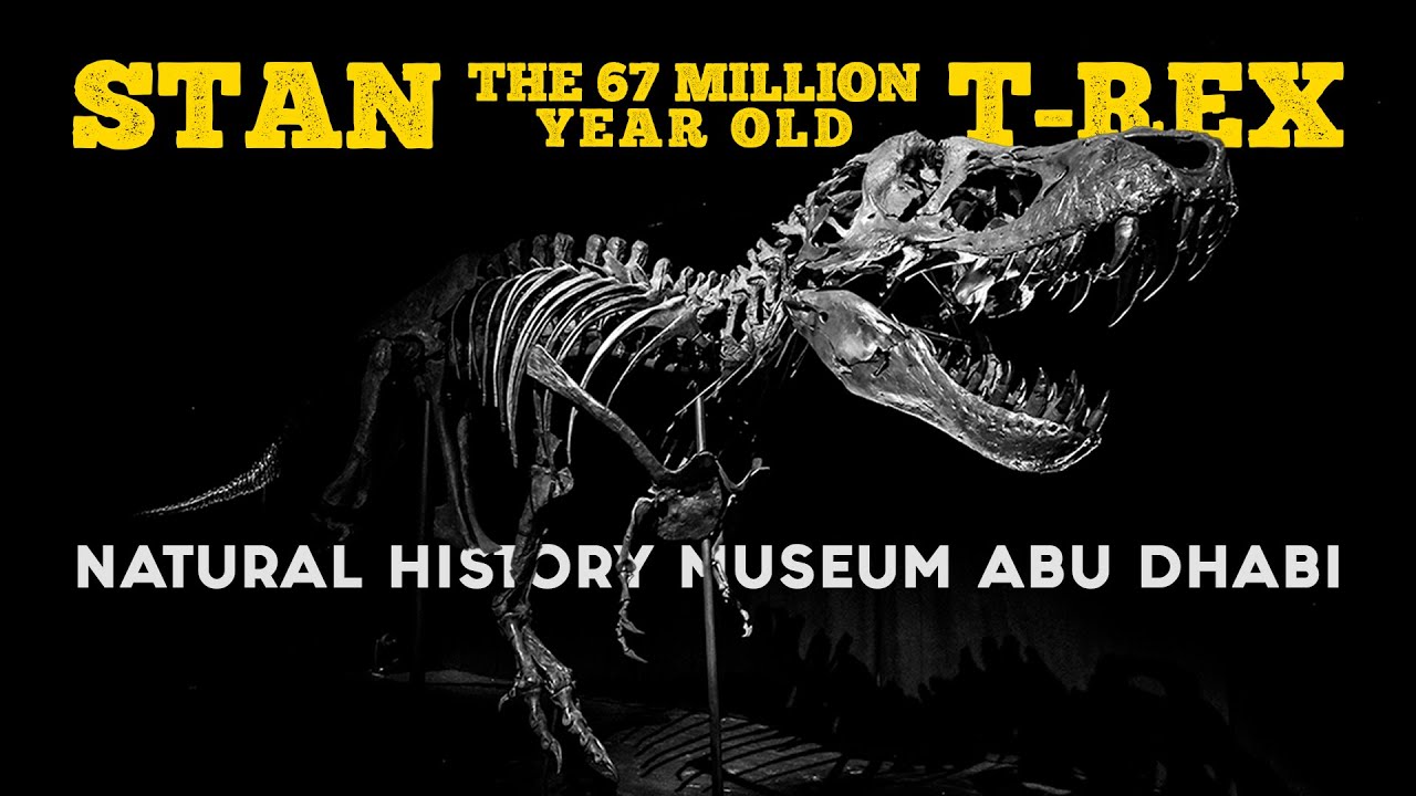 Stan the 67 million year old T Rex | The Natural History Museum Abu Dhabi | Vlog #37