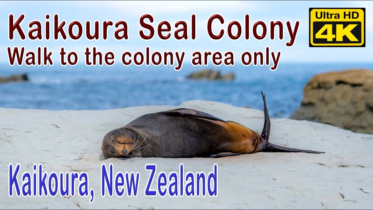Kaikoura Seal Colony
