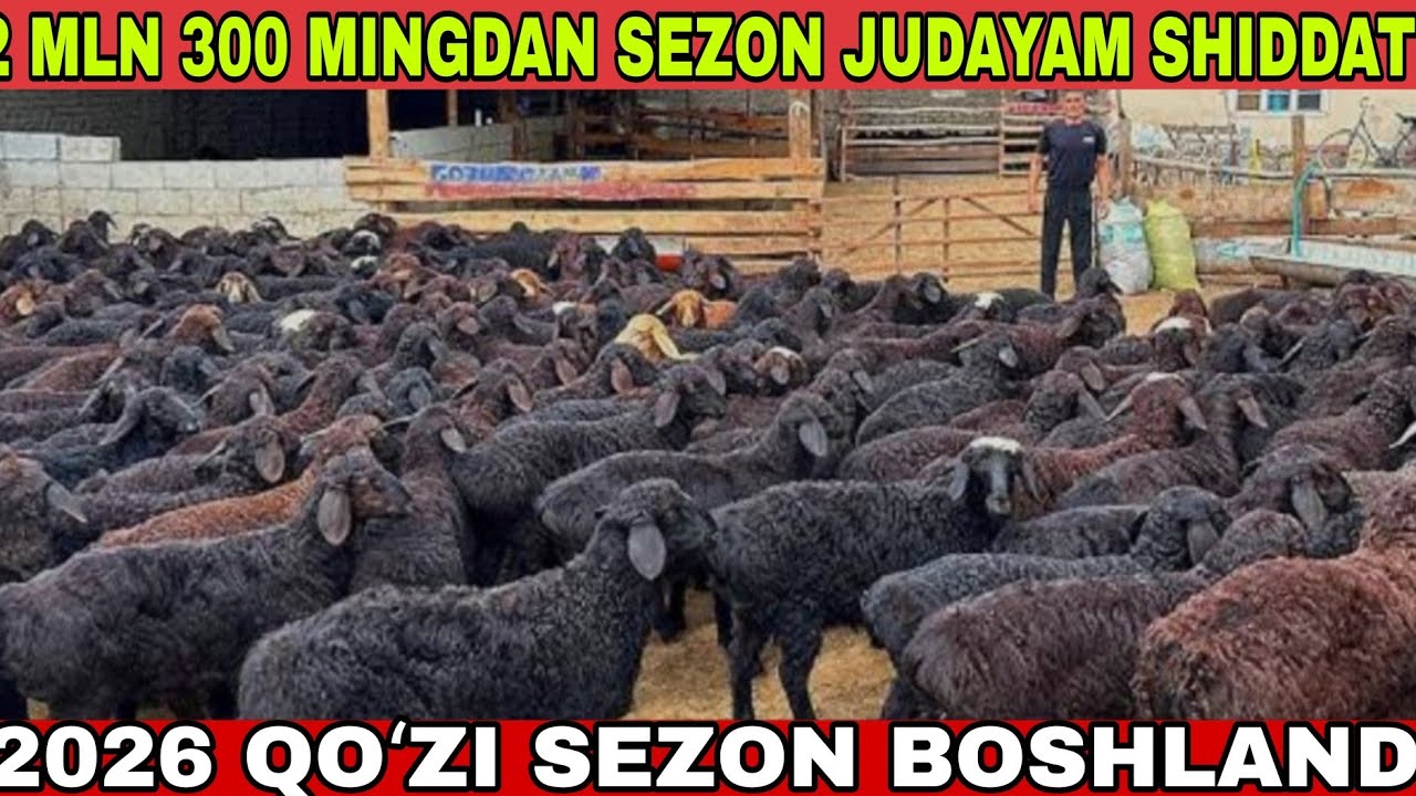 😱2 mln 400 mingdan 2026 YILGA QOʻZI SEZON SHIDDAT BILAN BOSHLANDI  
