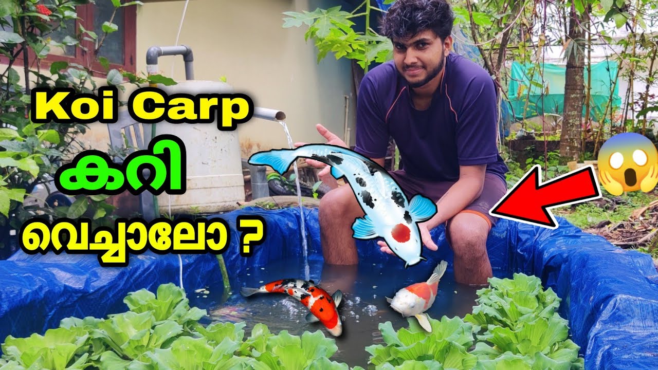 koi Carp Tank 💥ഇത് ഇത്രയ്ക്ക് വലുത് ആയോ 😱