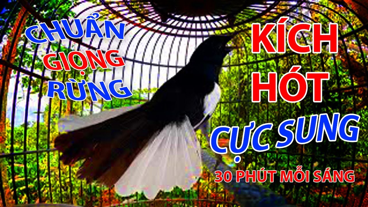 Chòe Than Hót Chuẩn GIỌNG NÚI RỪNG. Luyện Choè than HÓT HAY, Chòe Than Hót Đấu | choe than #choethan