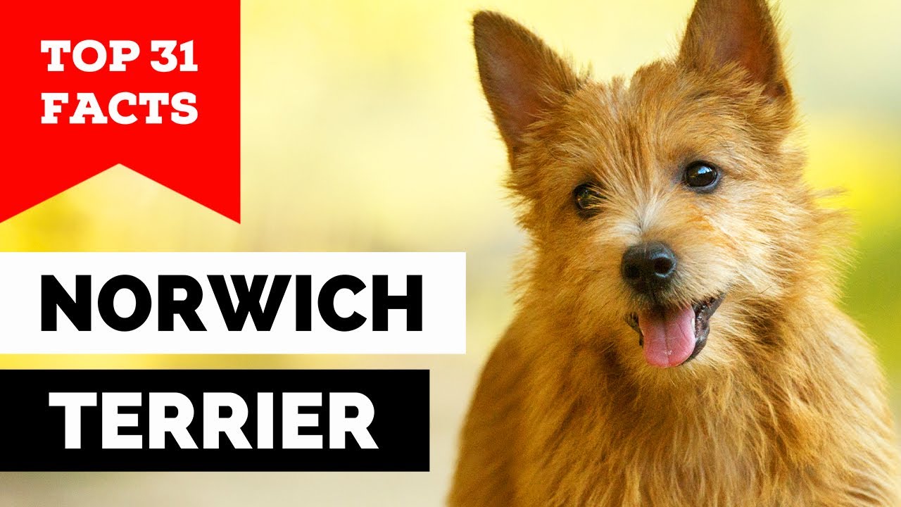 99% of Norwich Terrier Dog Owners Don't Know This