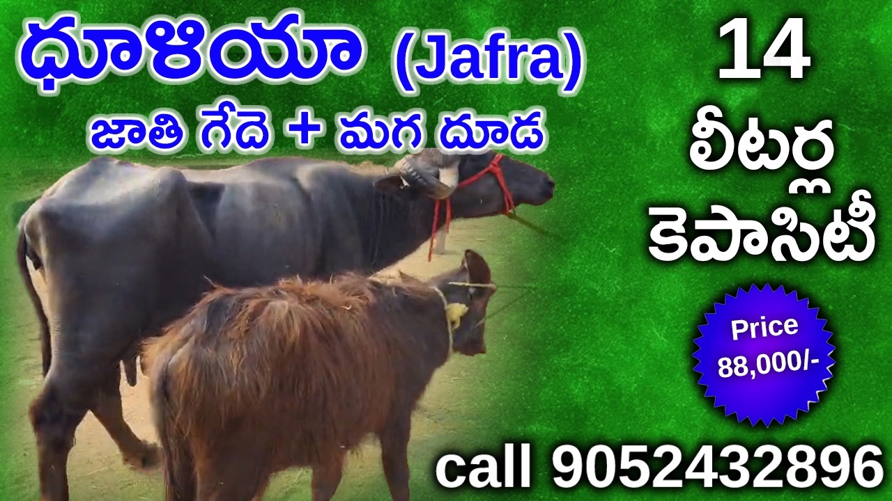 ధూళియా జాతి గేదె + మగ దూడ (Jafra)Dhullaya bull + Male calf | call 9052432896