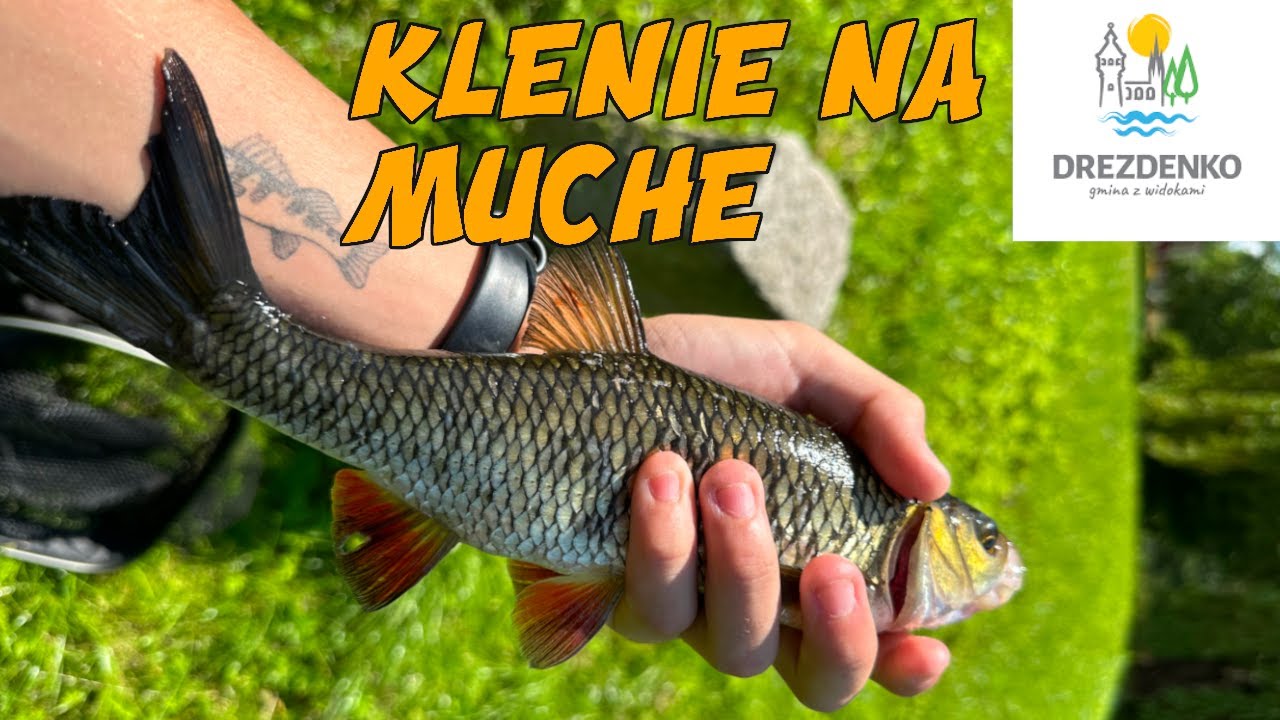 Drezdenko Stara Noteć | Klenie Na Muche