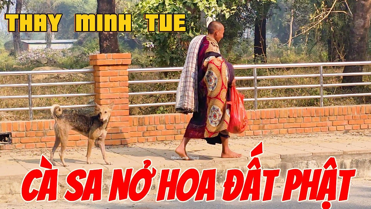 CÀ SA NỞ HOA TRÊN ĐẤT PHẬT - Thầy Minh tuệ Đi Khất Thực Với Y Áo Mới May Xong Ở Thánh Tích Lumbini