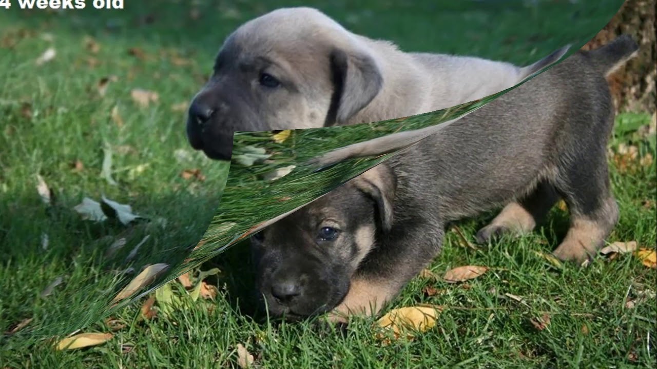 Serbian defense dog puppies