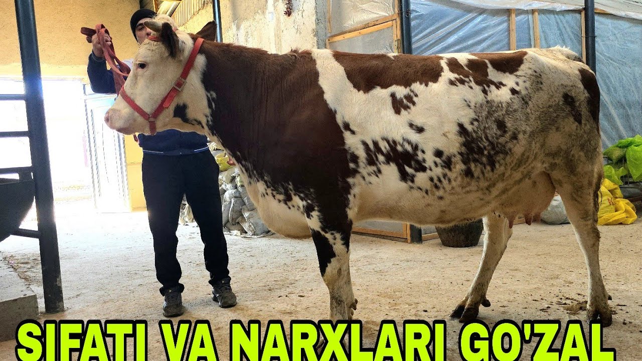 Ramziddin ukamizdan yangi partiya bugun sifati va narxlari yondi 7-fevral, 2026