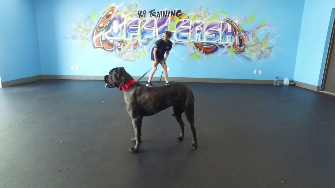 Best Dog Training in Columbus, Ohio! 1 Year Old Bullmastiff, Roxie!
