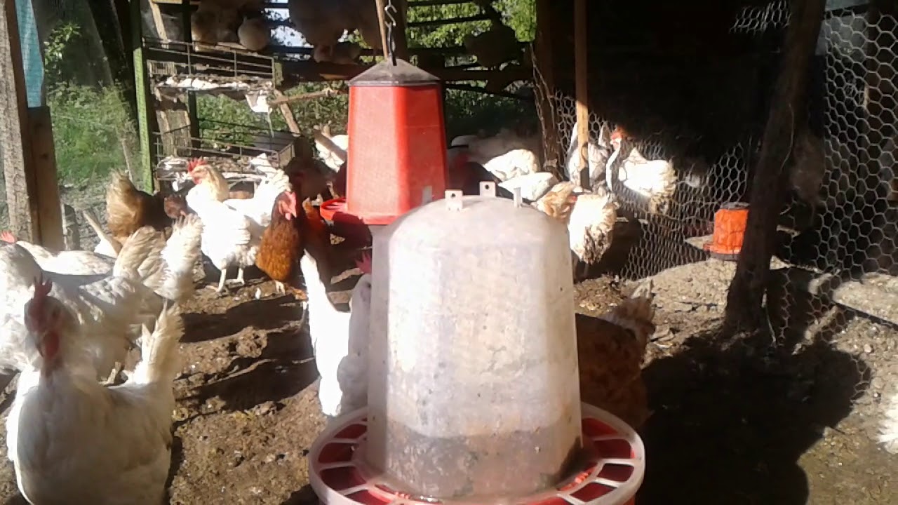 TAVUK İŞİNDE YUMURTA NASIL SATILIR. .Nasıl satarım diye korkma. .