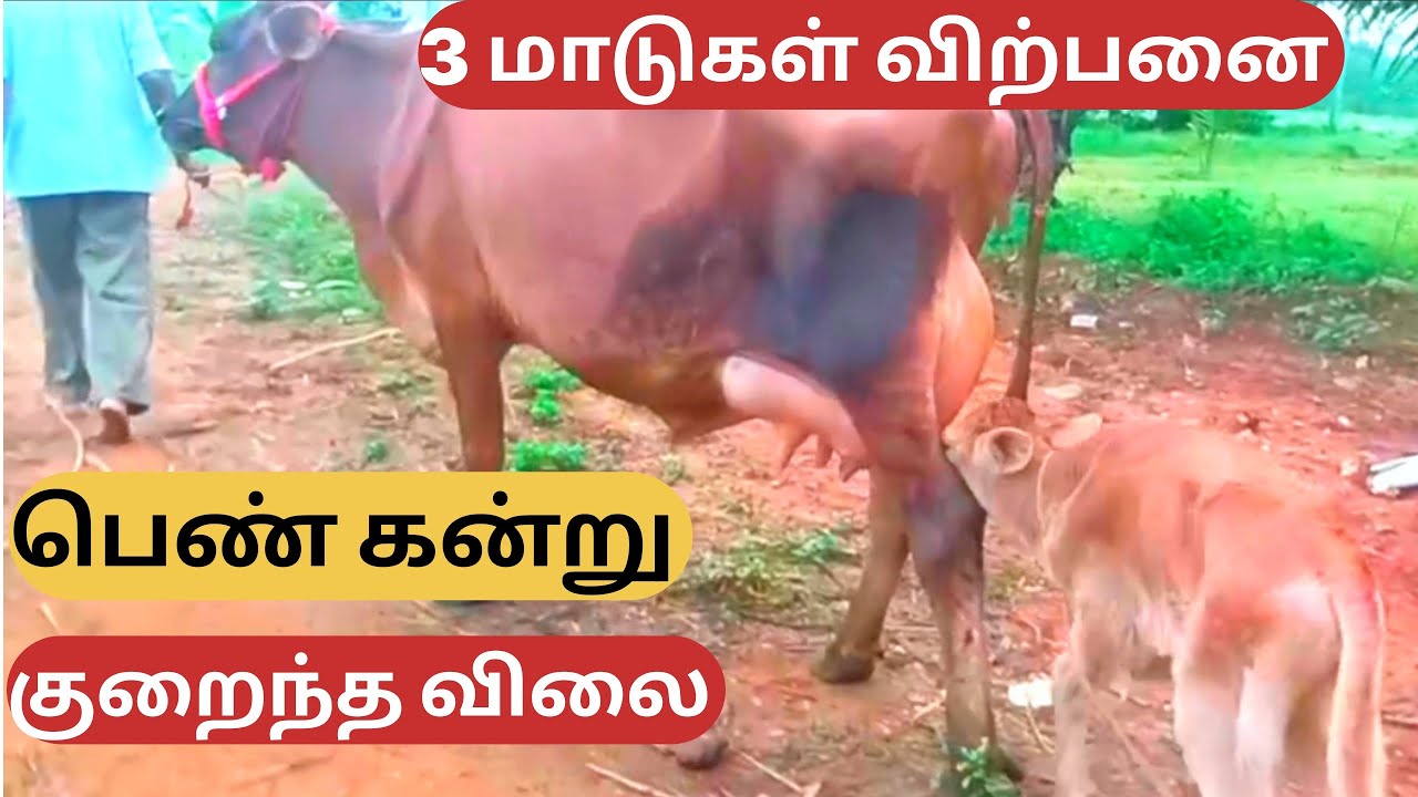குறைந்த விலையில் 3 மாடுகள் விற்பனை #cow #dairy #farming #farmer #sales #good #share #jersey #farmer 