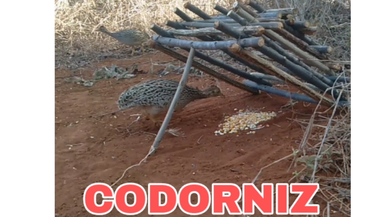 TENTANDO CAPTURAR CODORNIZ E LAMBU NA ARAPUCA COM LINHA