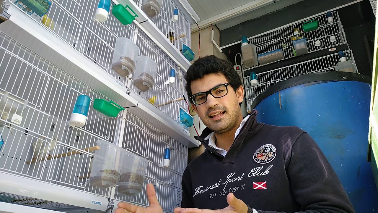 CÓMO AUMENTAR LA FERTILIDAD DE LAS AVES