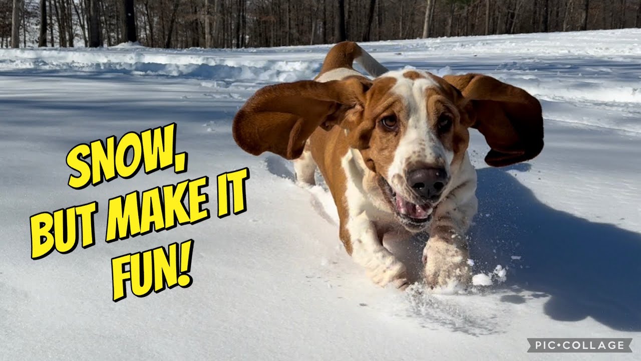 There Is Nothing Better Than Dogs in the Snow