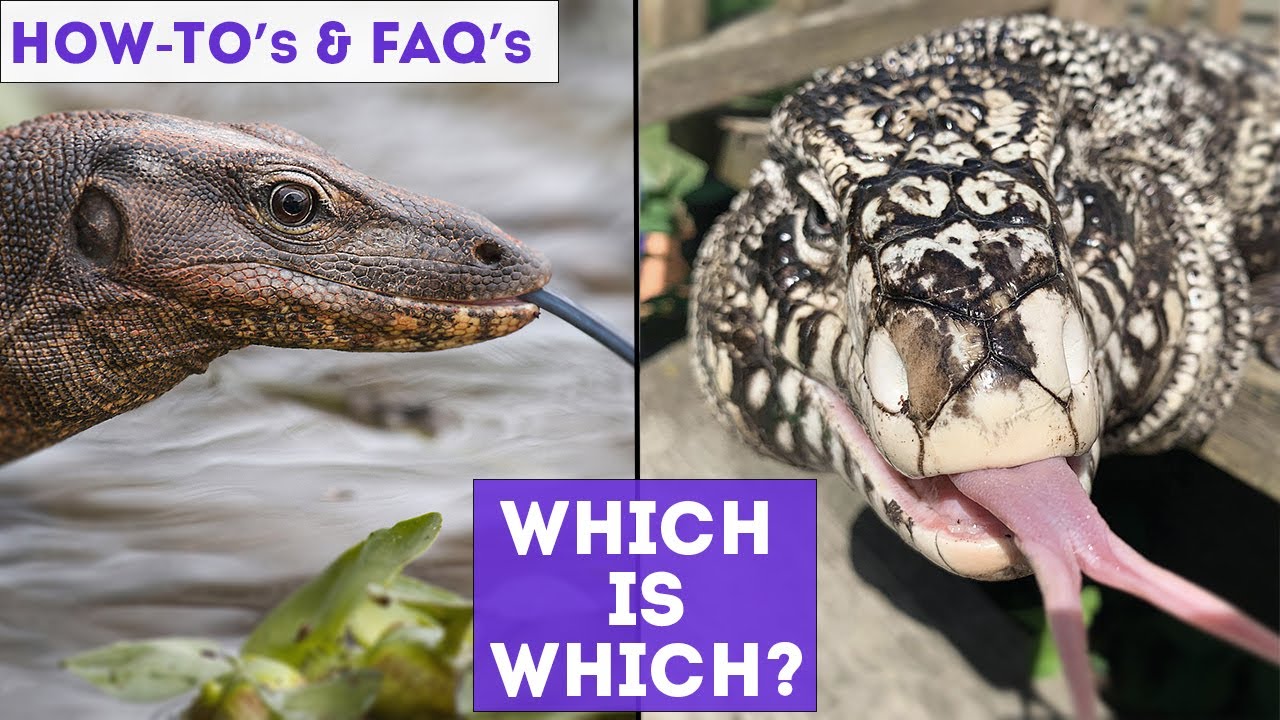 FAQ | What Is The Difference Between Monitor Lizards and Tegus?
