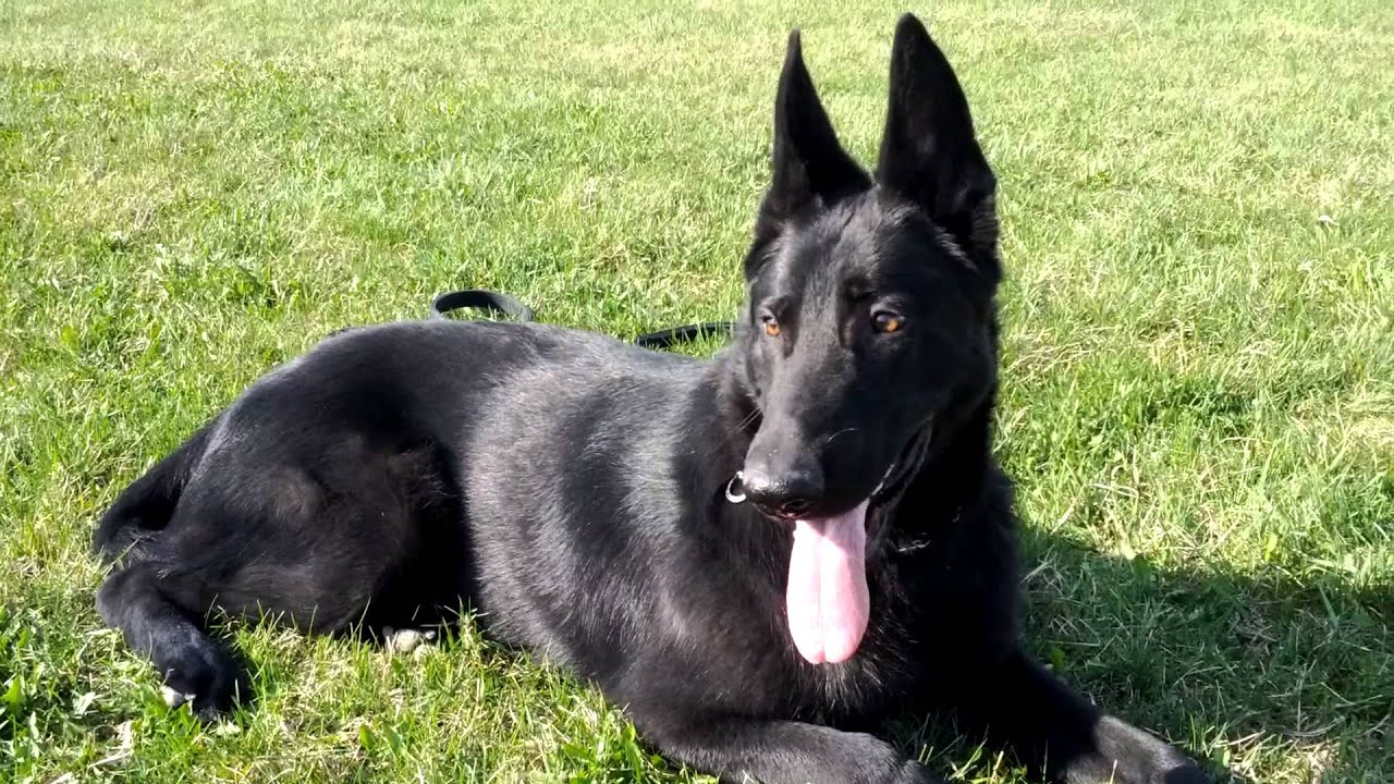 black german shepherd 8 month old .mp4