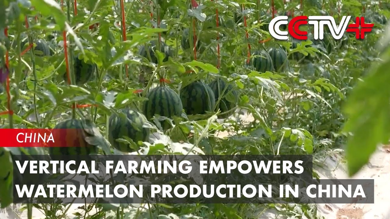 Vertical Farming Empowers Watermelon Production in China｜BIZTODAY