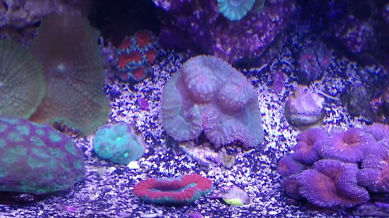 Reef Tank L.P.S. dominant BEAUTIFUL!!