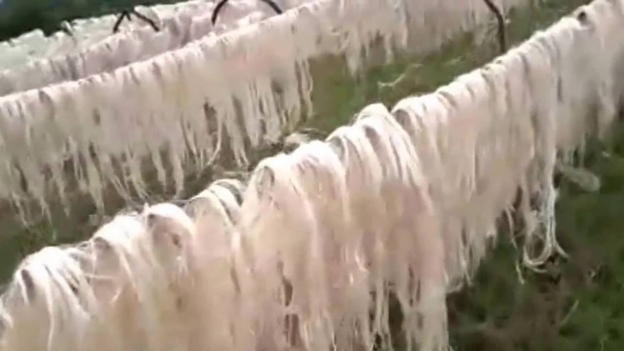 Eclatics Sisal Drying process