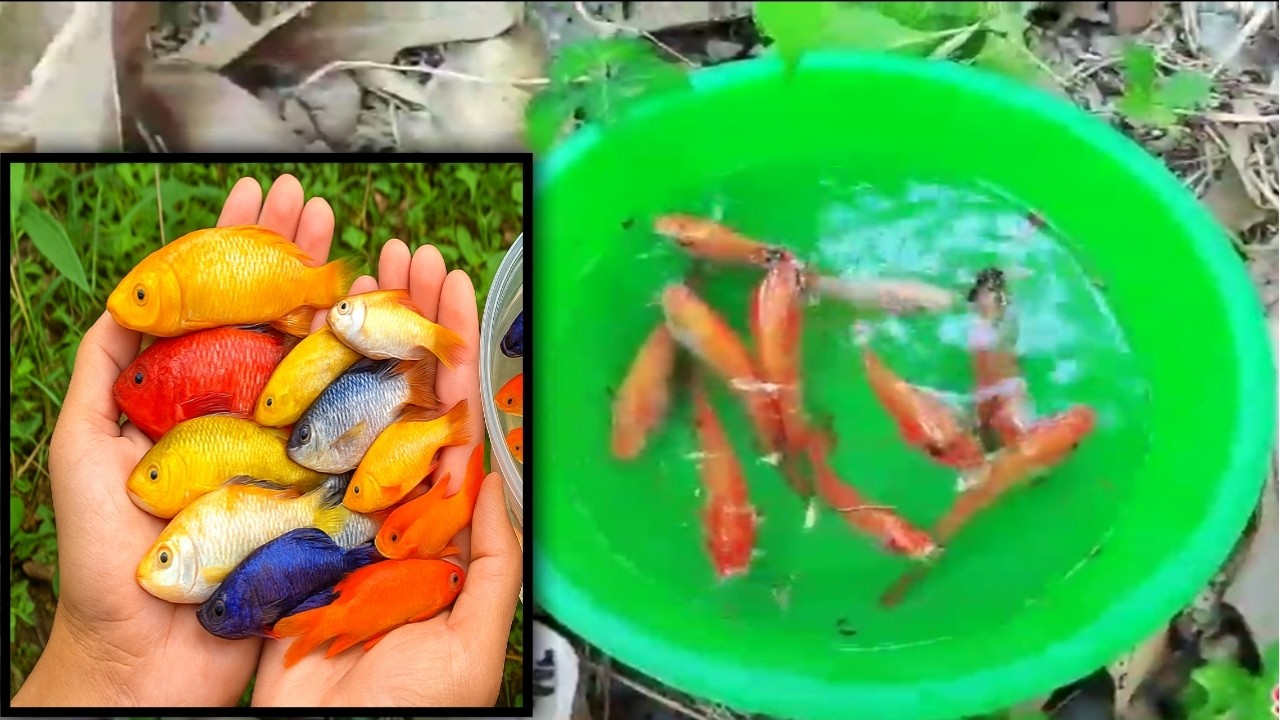 The incredible catch colorful aquarium fish in small pond: dragon guppy, turtle, iguana,koi fish