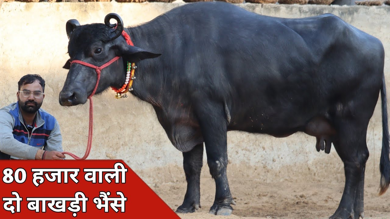 80 हजार वाली दो बाखड़ी भैंसे, एक ही जगह बिक्री के लिए | Kodan Dairy Farm (7982838313)