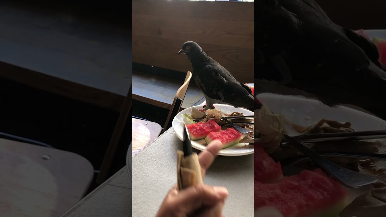 Fearless birds ..wanted seeds from leftover melons 🍉🐦