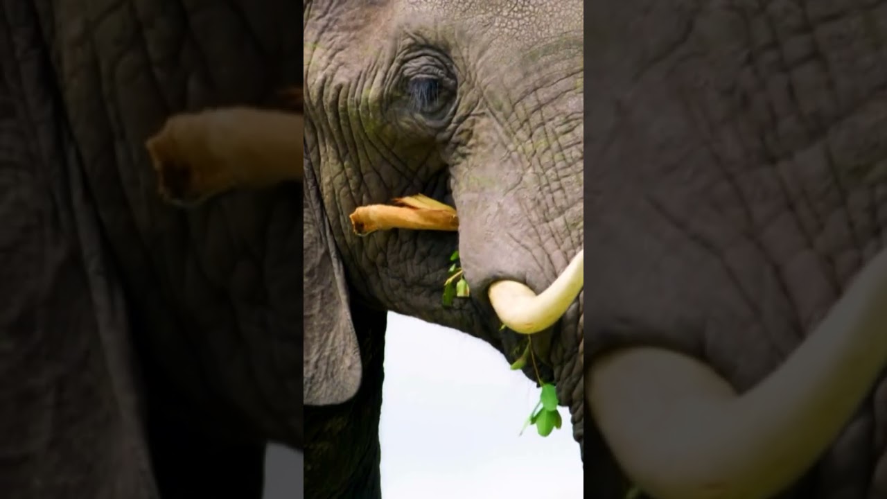 Safari Club International Supporting African Wildlife Conservation