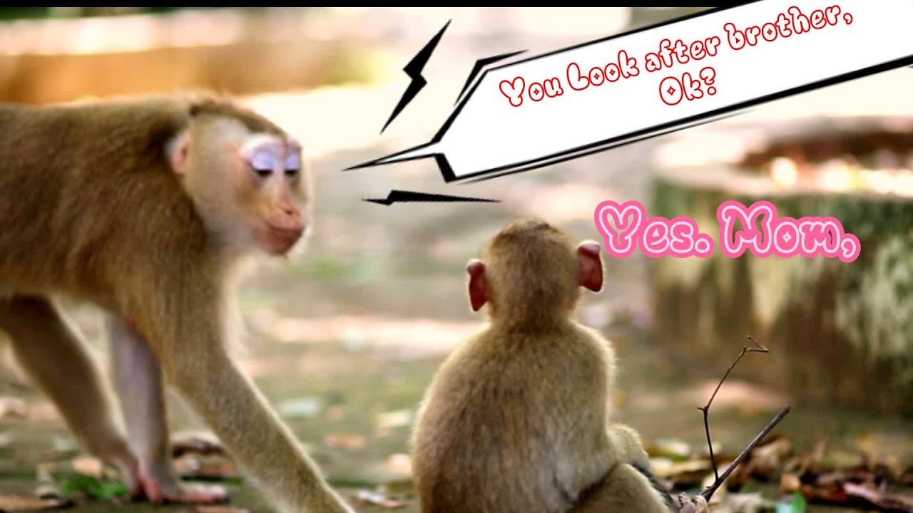 #Awesom Monkey Children & Mom making interesting Conversation,