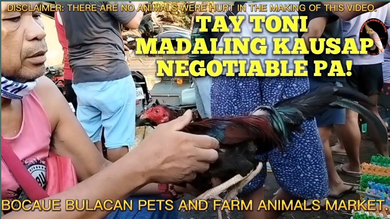 TAY TONI MADALING KAUSAP! NEGOTIABLE PA!: TIANGEAN NG PETS AND FARM ANIMALS: BOCAUE BULACAN