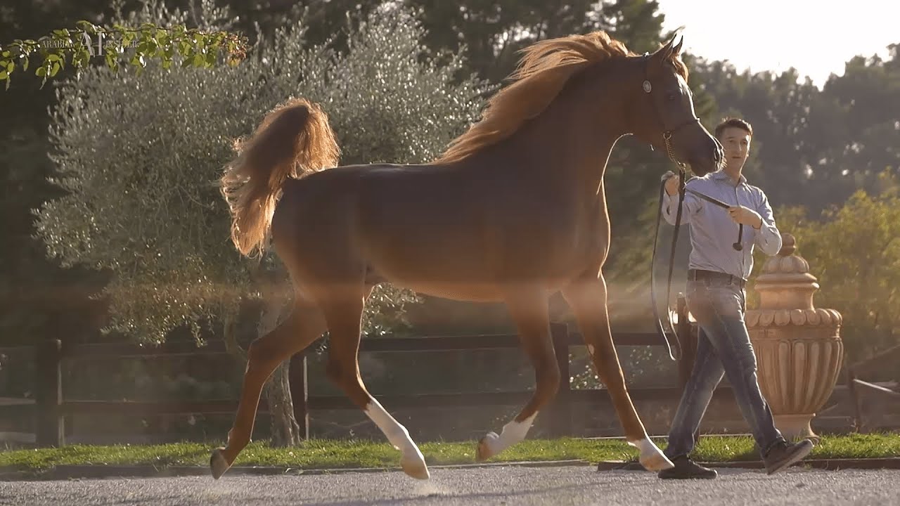 D TUMOOH - (D Seraj x Rah Rosalia) 2021 Colt