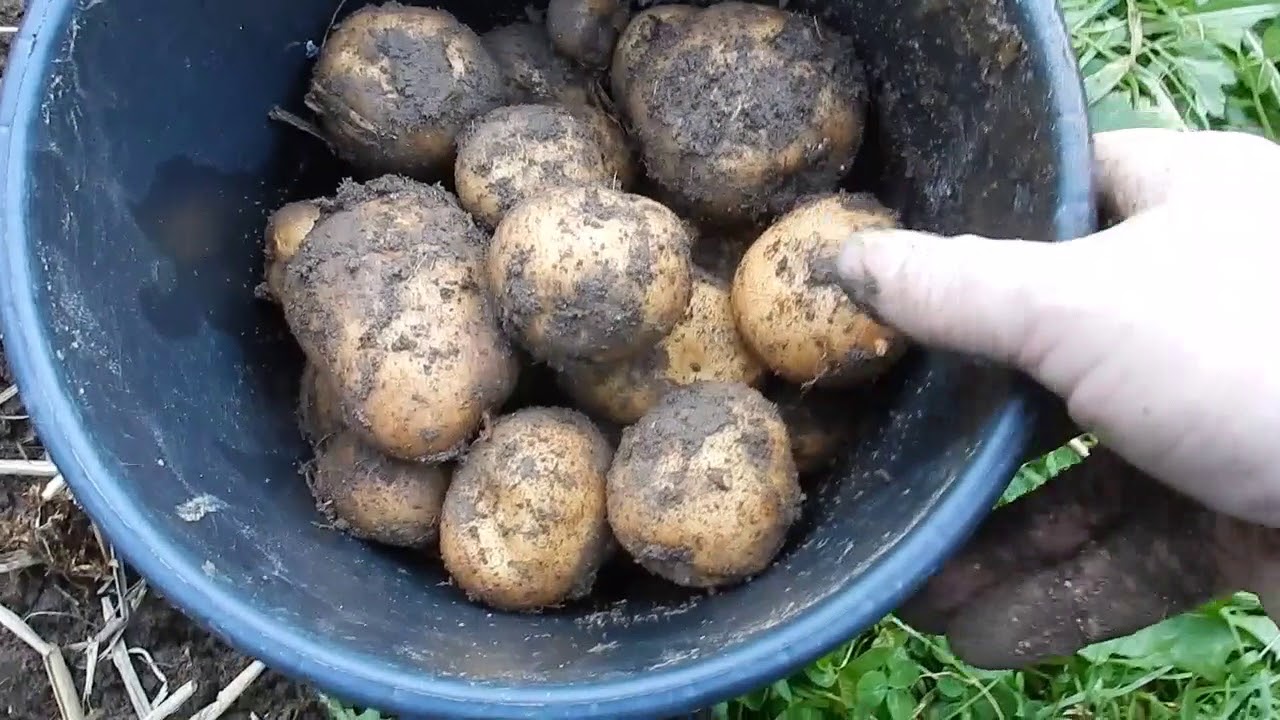 Kartoffeltürme - Ernte und Auswertung