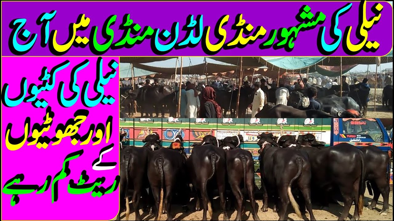 Beautiful Young Nili Buffalos For Sale In Luddan Mandi/ Buffalo Price / Luddan Mandi.pk /