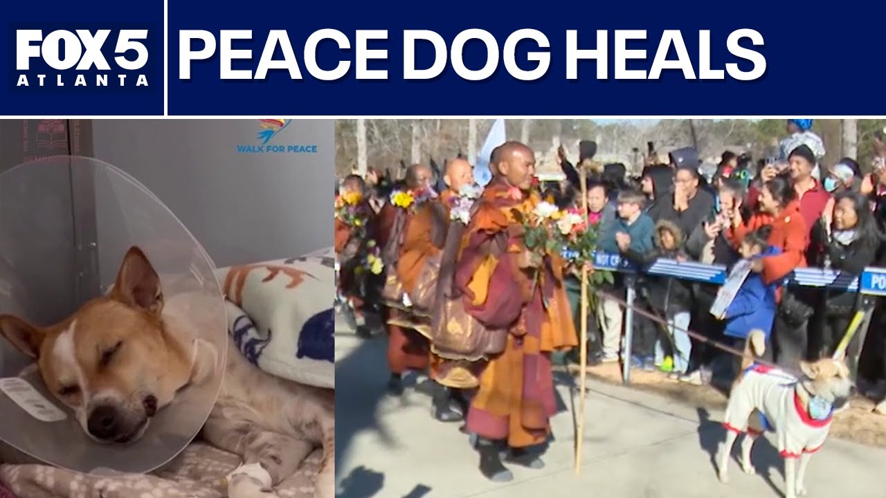 Aloka the Peace Dog recovers from surgery | FOX 5 News