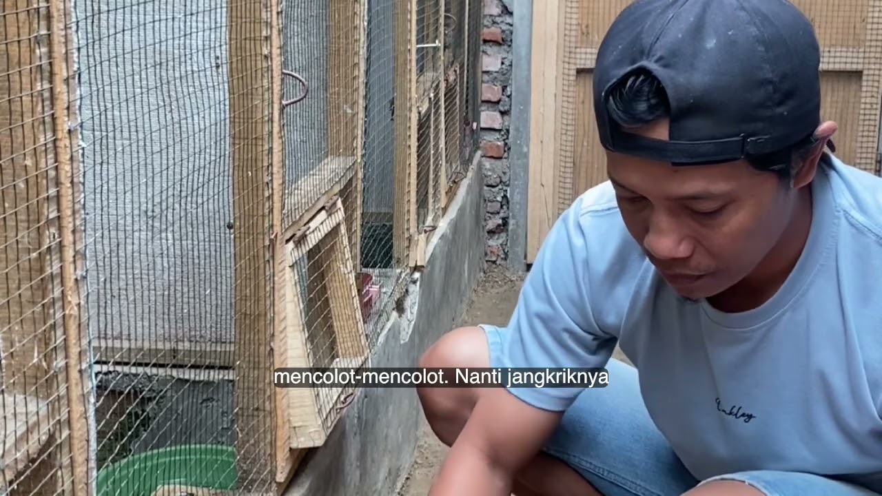 Takaran pakan ternak murai menggunakan ulat kandang