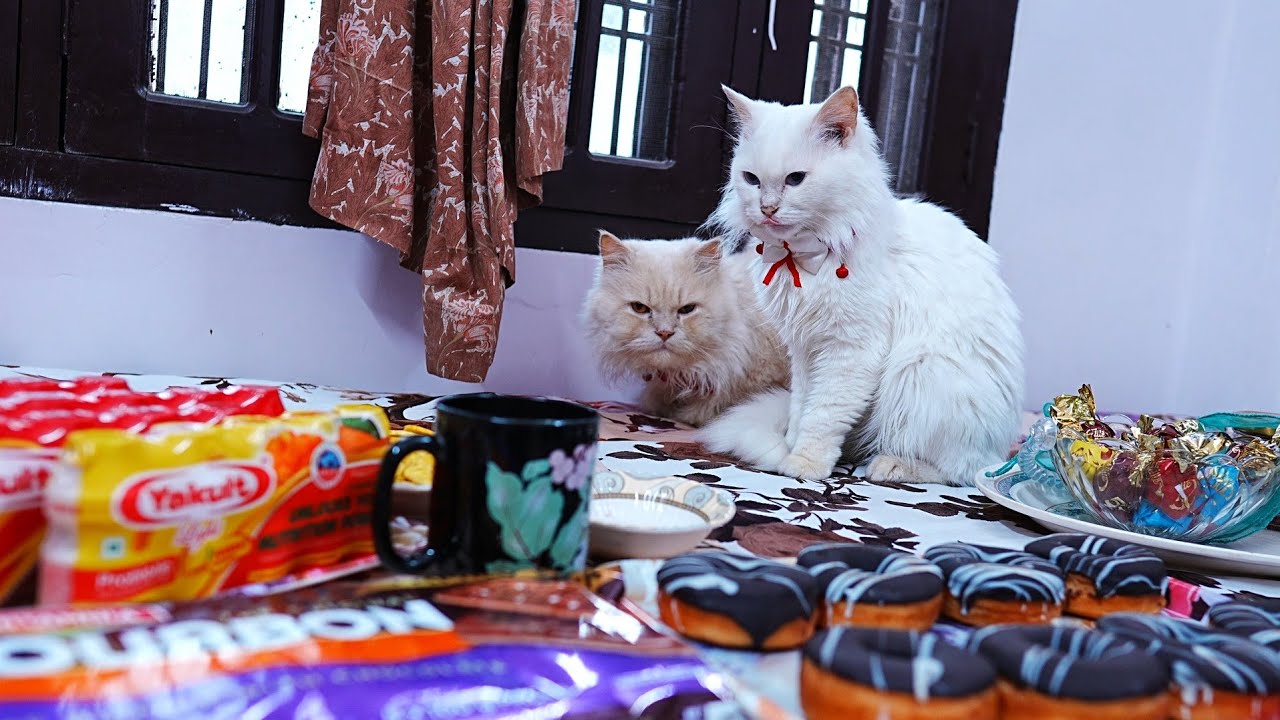 Malik & Mary │ Purrfect Snack With Munchies! 🚀🤩🏠