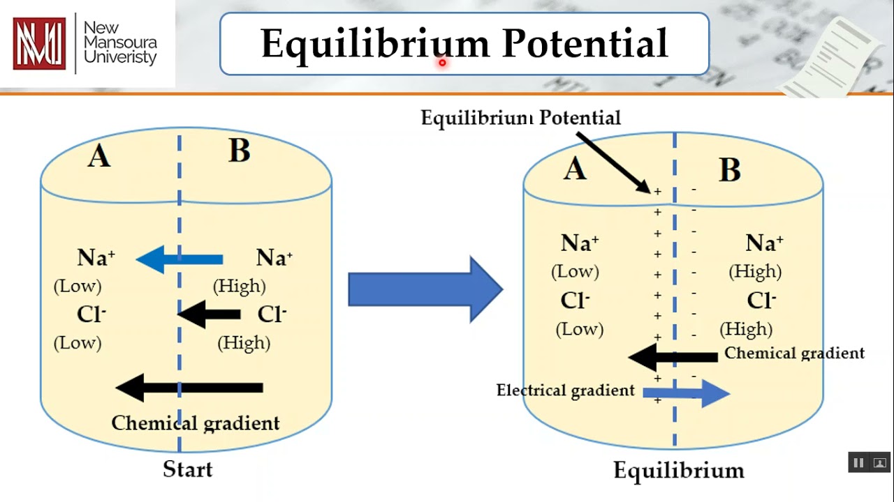 Donnan equilibrium and equilibrium potential